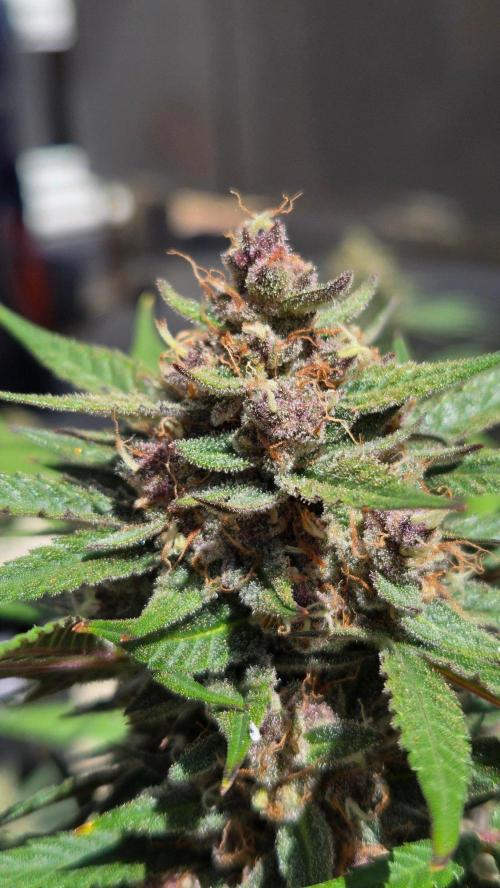 MangoFrostAuto. Week 11