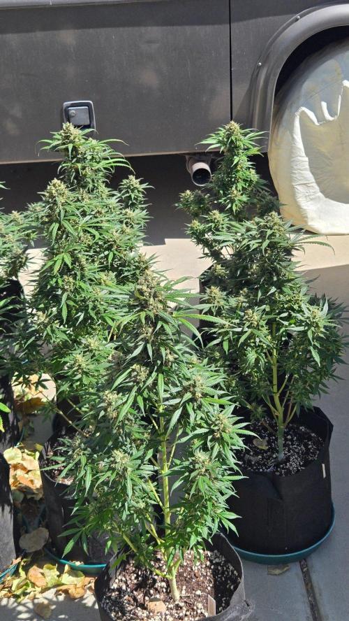 MangoFrostAuto. Week 11