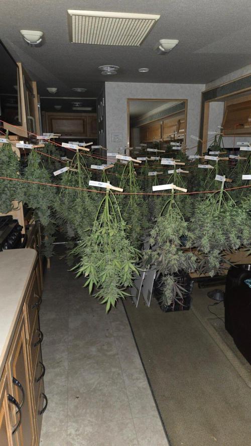 MangoFrostAuto. Week 11