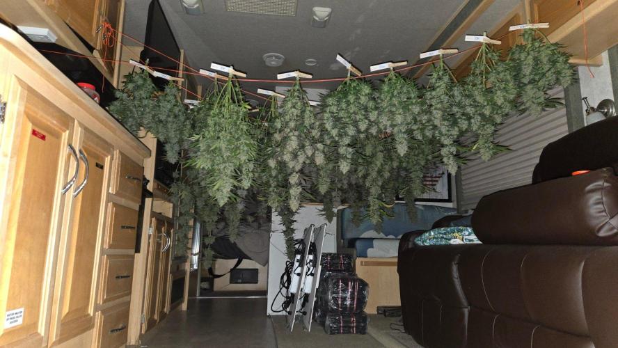 MangoFrostAuto. Week 11