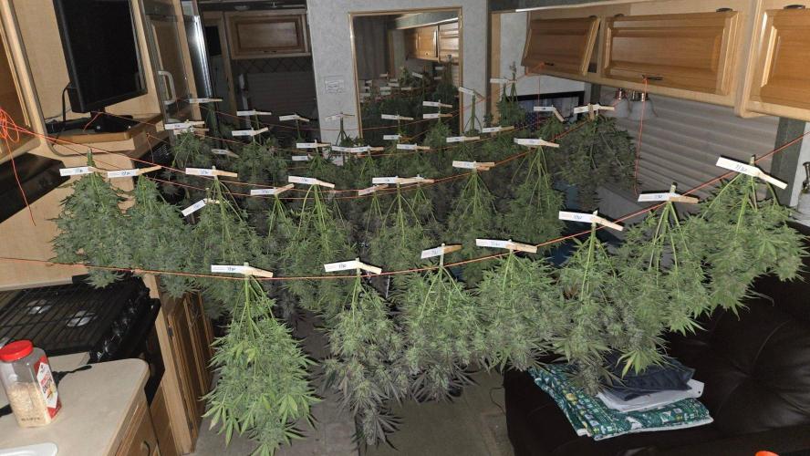 MangoFrostAuto. Week 11