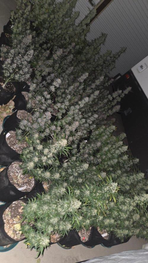 LemonCherrySundaeAuto. Week 11