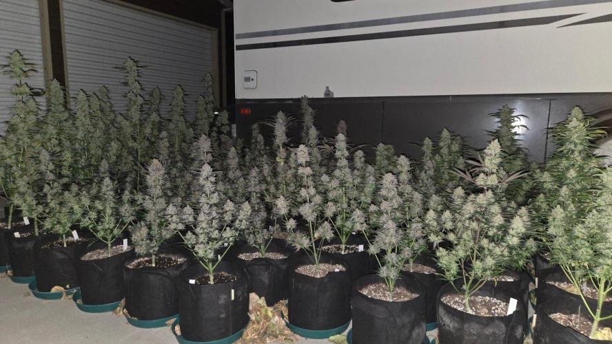 MangoCherryRuntzAuto. Week 11