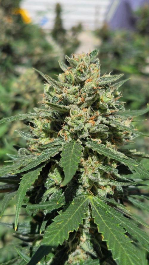 GuavaSundae Auto. Week 11