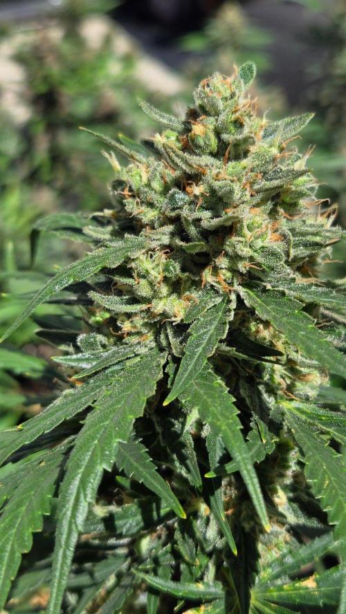 GuavaSundae Auto. Week 11