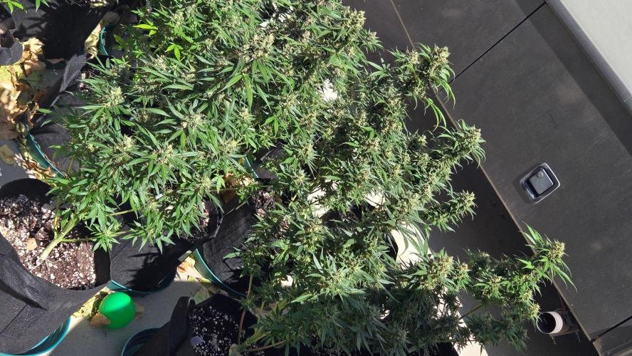 GuavaSundae Auto. Week 11