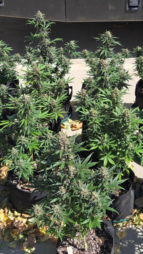 GuavaRuntzAuto. Week 11