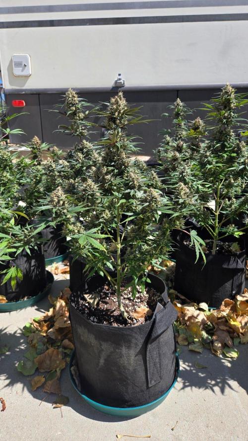 GuavaRuntzAuto. Week 11