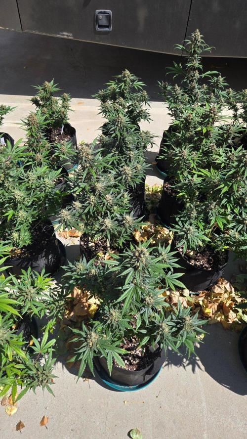 GuavaRuntzAuto. Week 11