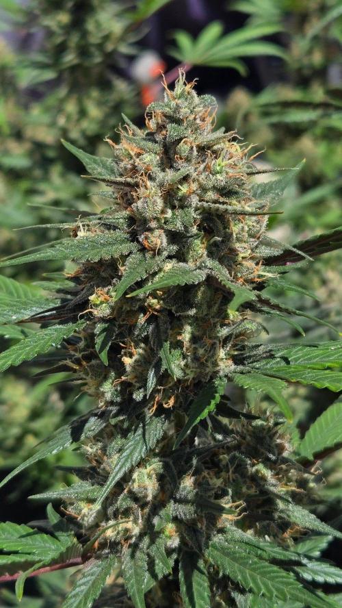 GuavaRuntzAuto. Week 11