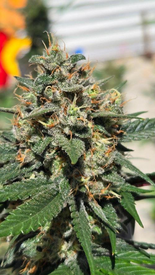 Guava Runtz Auto. Week 11