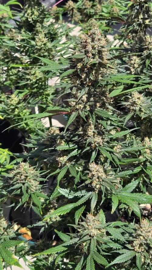 GuavaRuntzAuto. Week 11