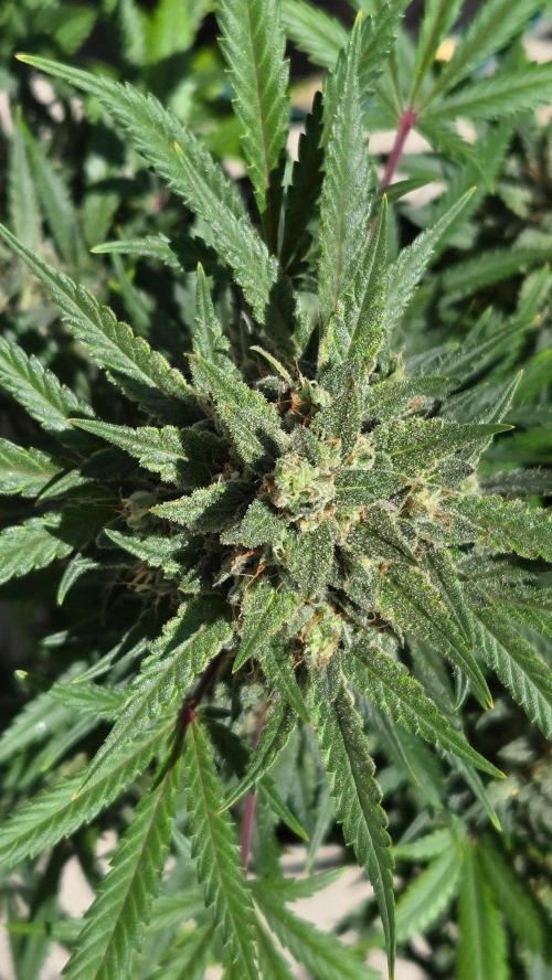 MendoGuavaAuto. Week 11