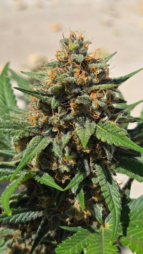 MendoGuavaAuto. Week 11