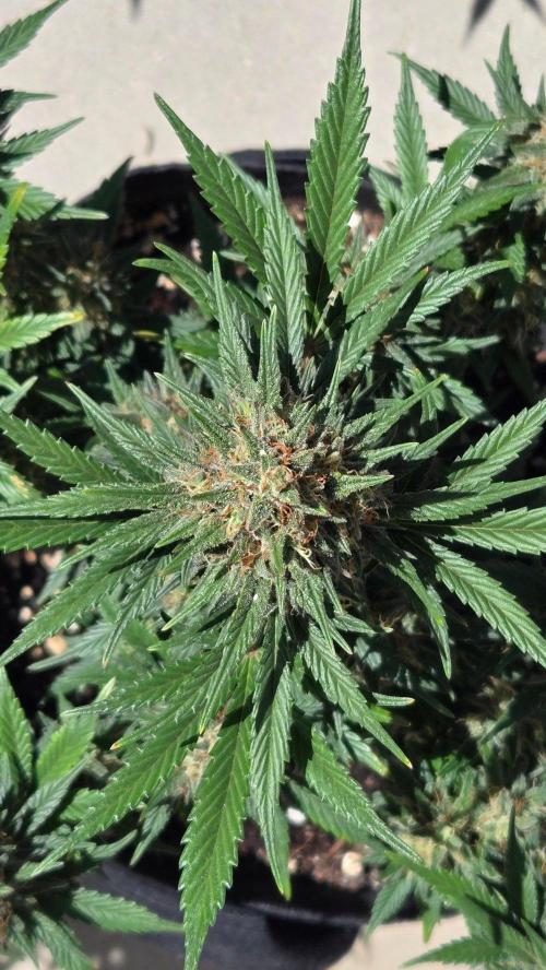 MendoGuavaAuto. Week 11