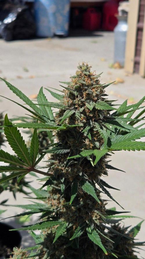 MendoGuavaAuto. Week 11