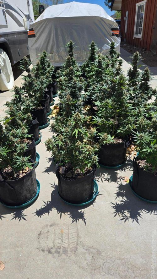 BananaGuavaAuto. Week 11
