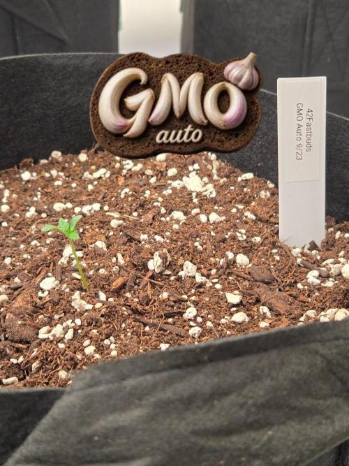 GMO Auto. Week 0