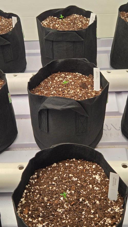 GMO Auto. Week 0