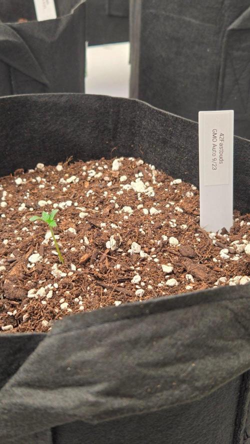 GMO Auto. Week 0