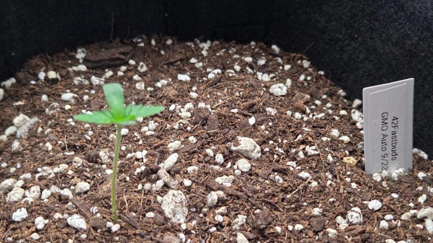 GMO Auto. Week 0