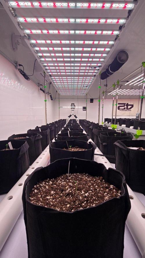 GMO Auto. Week 0