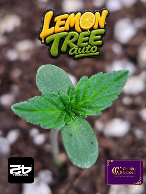 LemonTreeAuto. Week 0