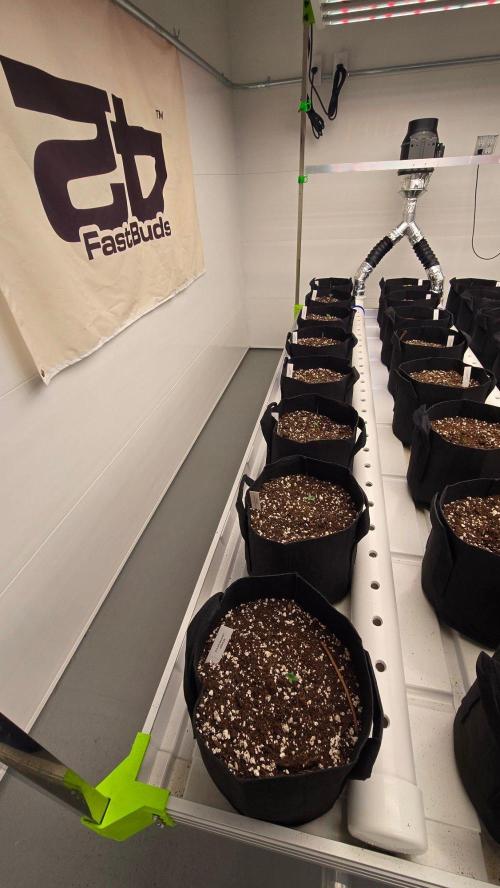 LemonTreeAuto. Week 0