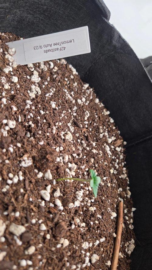 LemonTreeAuto. Week 0