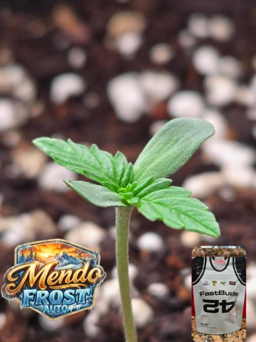 Mendo Frost Auto. Week 0