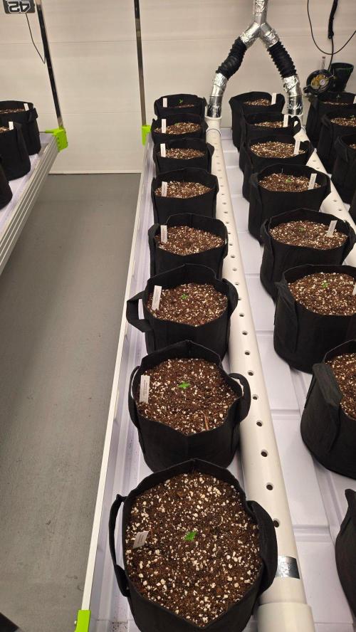 MangoCheeryRuntzAuto. Week 0