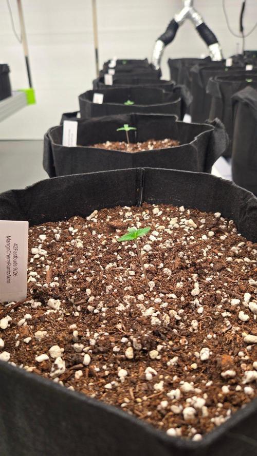 MangoCheeryRuntzAuto. Week 0
