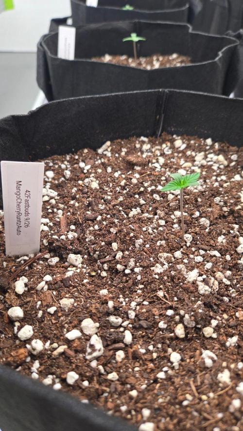 MangoCheeryRuntzAuto. Week 0