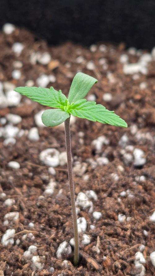 MangoCheeryRuntzAuto. Week 0