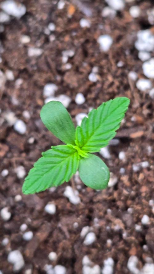 MangoCheeryRuntzAuto. Week 0