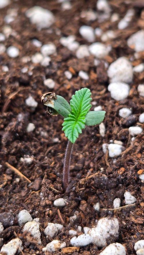StrawberryGorillaAuto(RF3). Week 0