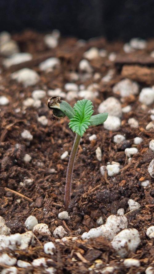 StrawberryGorillaAuto(RF3). Week 0