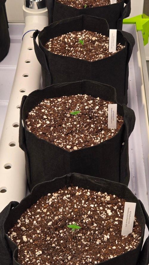 StrawberryGorillaAuto(RF3). Week 0
