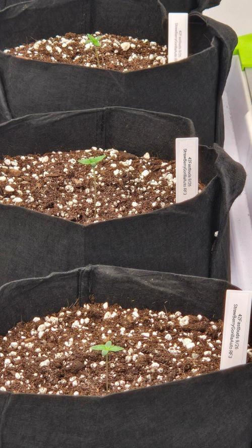 StrawberryGorillaAuto(RF3). Week 0