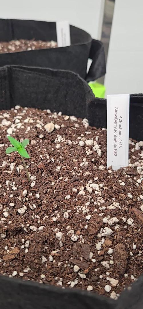 StrawberryGorillaAuto(RF3)