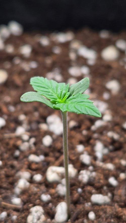GuavaAuto(RF3). Week 0