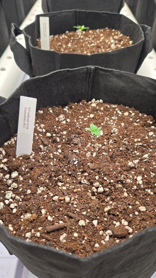 GuavaAuto(RF3). Week 0