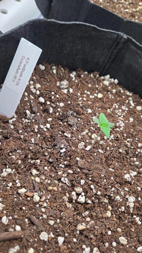GuavaAuto(RF3). Week 0