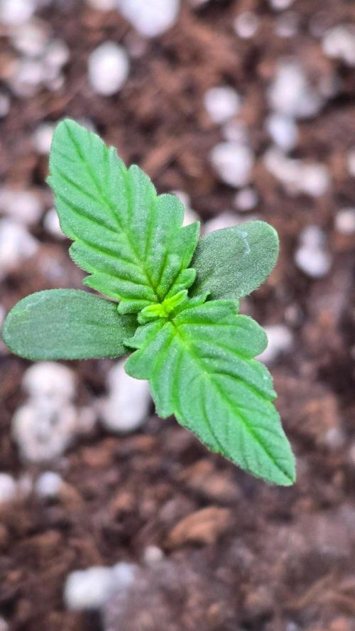 GuavaAuto(RF3). Week 0