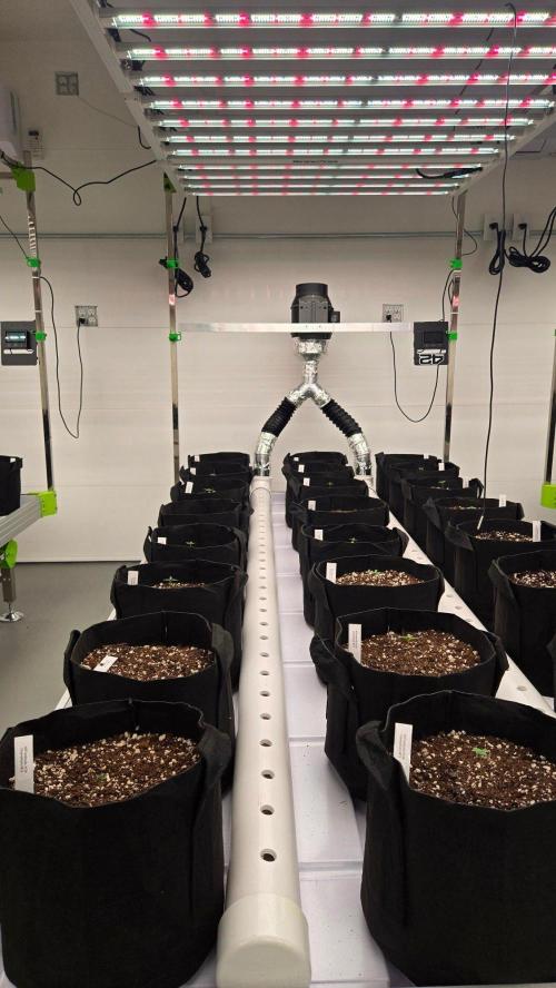 GuavaAuto(RF3). Week 0
