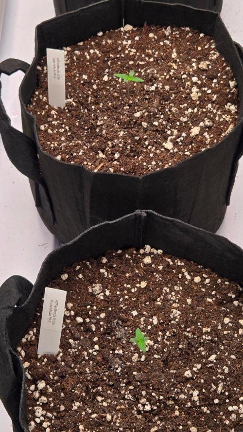 GuavaAuto(RF3). Week 0
