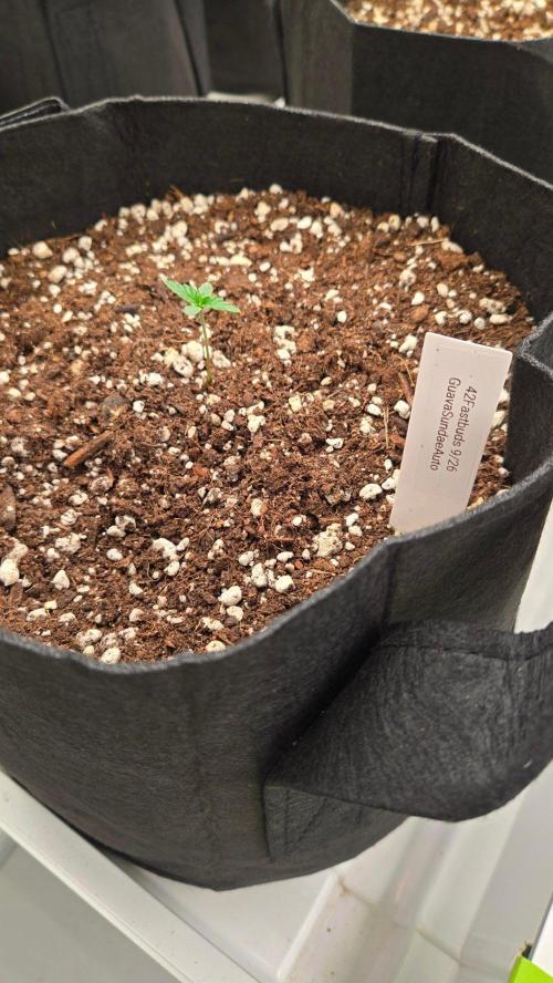 GuavaSundae Auto. Week 0