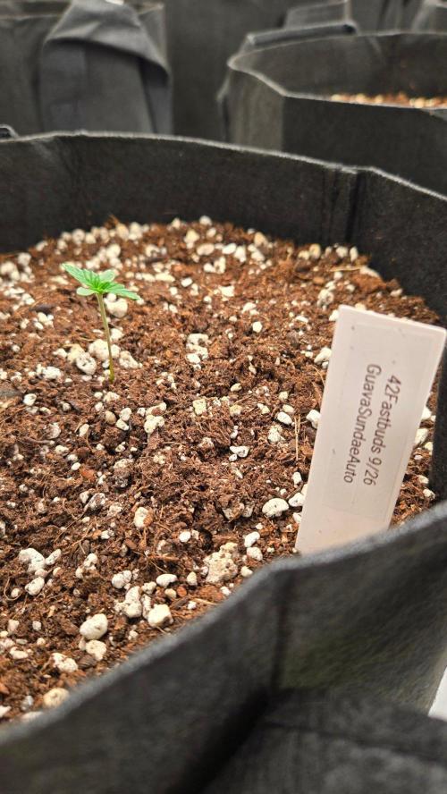 GuavaSundae Auto. Week 0