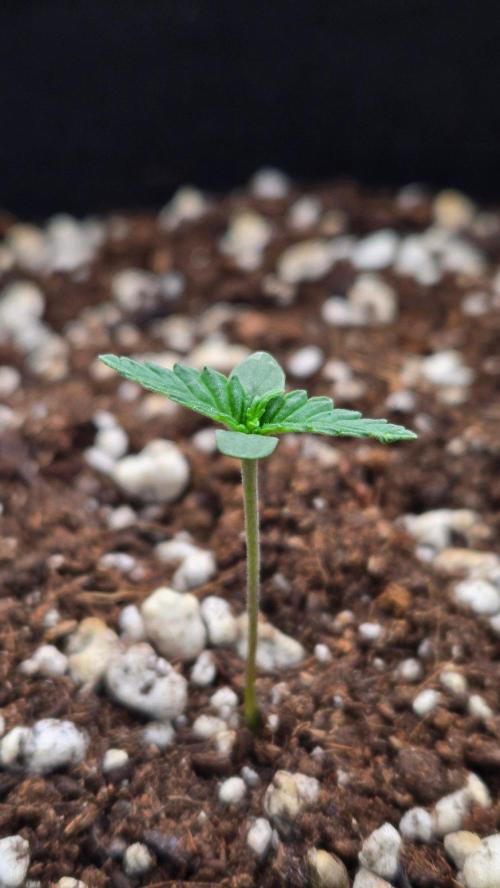 GuavaSundae Auto. Week 0