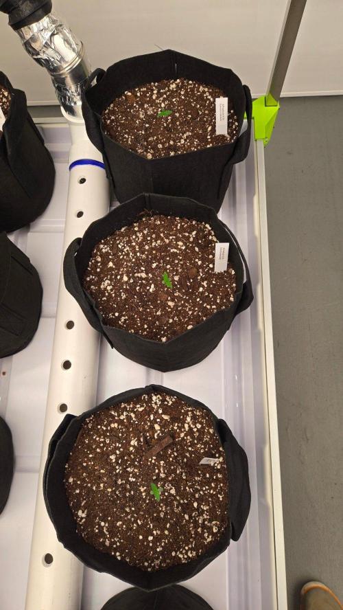 GuavaSundae Auto. Week 0